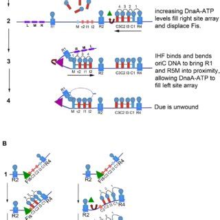 A Model Of Staged E Coli Orisome Assembly Stage1 After OriC Is