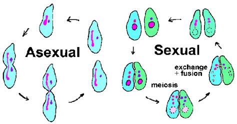 The Sexual Evolution Of Humans Why Sexual Reproduction Is Better Than