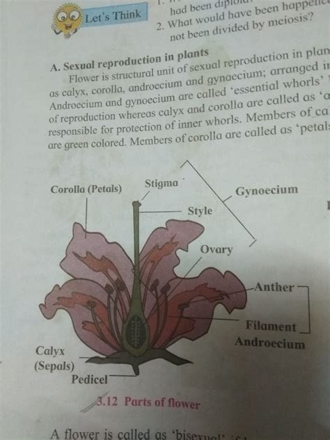 Diagram The Parts Of A Flower And Label Their Functions | Best Flower Site