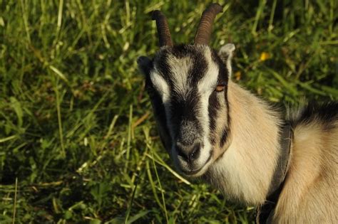 Premium Photo Close Up Of Goat Looking At Camera