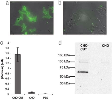 Characterization Of Transfected Cells A And B Stably Transfected