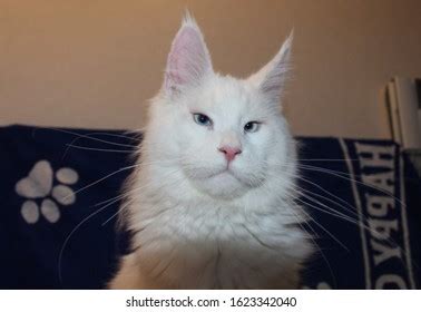 White Maine Coon Blue Eyes Stock Photo 1623342040 | Shutterstock