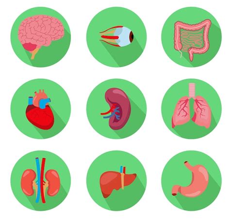 Menschliche Anatomie Inneres Organ Set Mit Gehirn Lunge Darm Herz