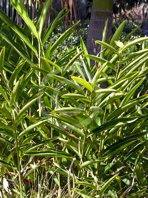 Alpinia Caerulea Australian Ginger Blue Berry Ginger Brush Shell