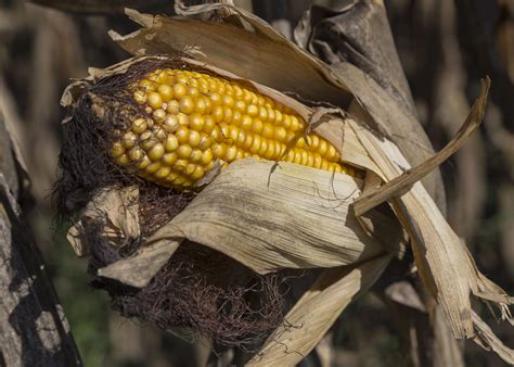 Hot Dry Summer Reduced States Average Corn Yield Mississippi State