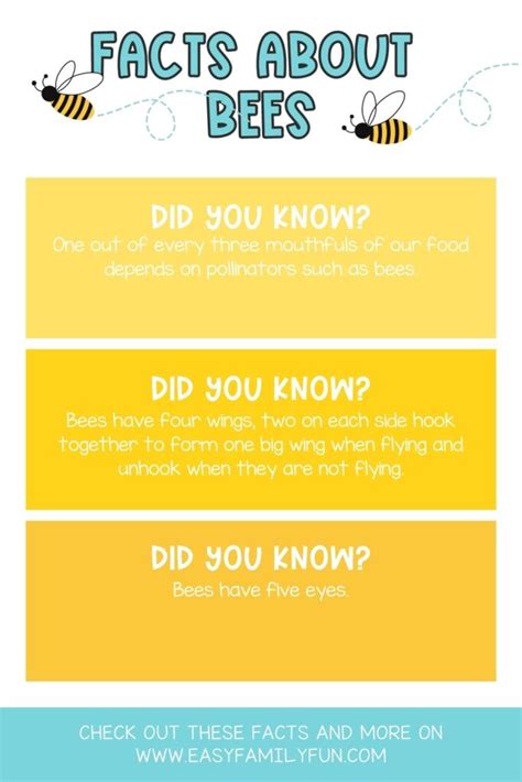 buzzing  knowledge explore  fascinating facts  bees