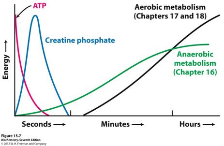 What is Creatine Phosphate? - I Love Bicycling