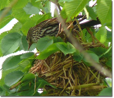 Backyard Bird Cam - Red-winged Blackbird at the nest