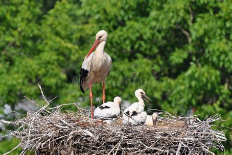 Stork With Its Baby Bird Stock Photography - Image: 14939632