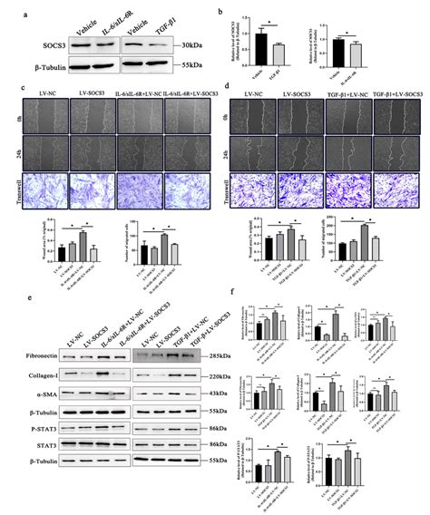 SOCS3 Overexpression Inhibits STAT3 Activation And Fibrogenesis In