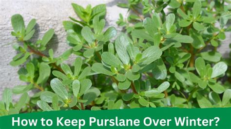 How To Keep Purslane Over Winter A Guide For Gardeners