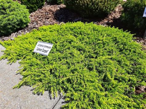 Juniperus Communis Lemon Carpet Polegla Kleka