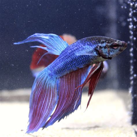 Betta Veiltail Blue Mâle N°24 Aquaplante