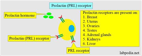 Prolactin Prl