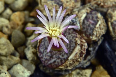 25 Septembre 2018 Conophytum Obcordellum Var Ceresianum Flickr