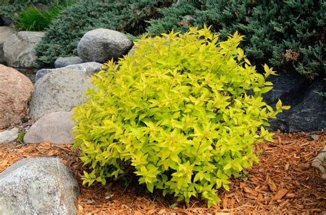 Goldmound Spiraea Plants Home