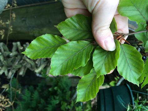 Beech tree losing leaves early — BBC Gardeners' World Magazine