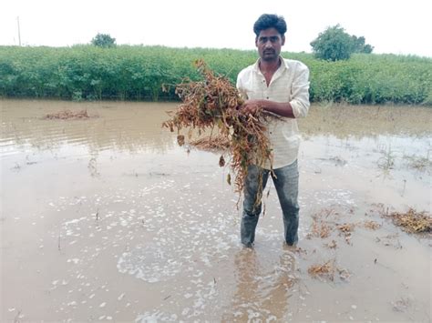 परतीच्या पावसाच्या तडाख्याने शेतकरी संकटात सोयाबीन कापूस पिके पाण्यात Marathi News Farmers