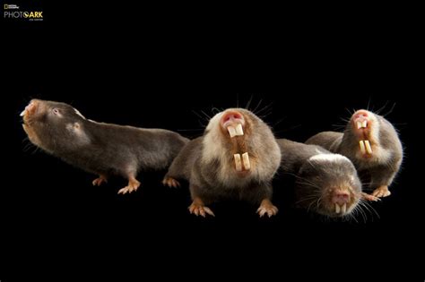 Joel Sartore The Man Who Takes Studio Photos Of Endangered Species