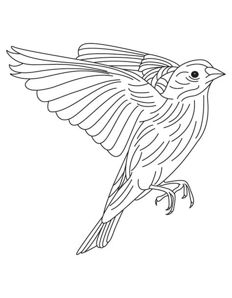 American Goldfinch coloring page | Download Free American Goldfinch