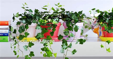 Плющ, или Хедера. Посадка, уход, размножение. Болезни, вредители. Фото ...