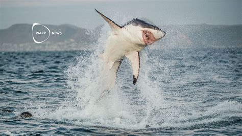 shark attacks
