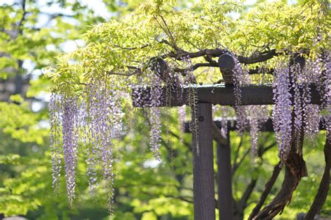 How To Train Wisteria Twice A Year The Objective Is To Control Its