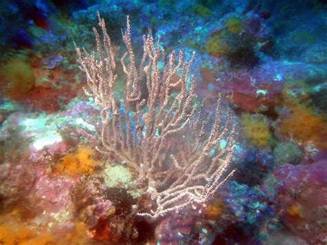 Buceadores De MÁlaga Ceuta Un Jardín Submarino En África