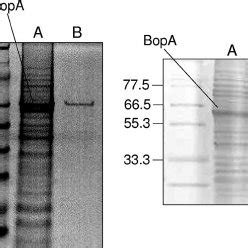 A Sds Page Analysis Of B Bifidum Mimbb Cell Wall Associated