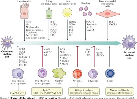 Hepatic Stellate Cells | Semantic Scholar