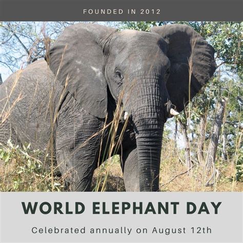 World Elephant Day 2024 Eventlas