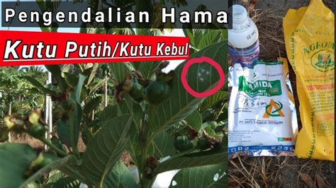 Cara Pengendalian Hama Kutu Putih Kutu Kebul Pada Tanaman Jambu Kristal