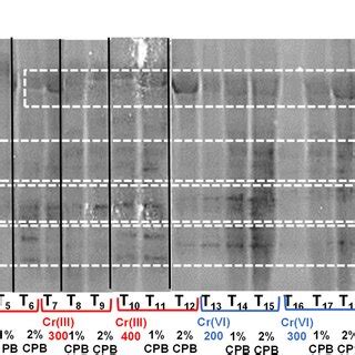 SDS PAGE Profile Of Tomato Leaf Due To The Effect Of Soil Amendment