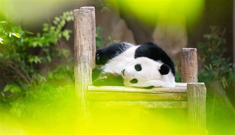 Foto Panda Raksasa Yi Yi Rayakan Ulang Tahun Di Malaysia Foto