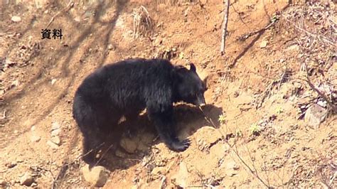 【クマ出没情報】ホテル近くに「クマみたいなのが‥」11日午後9時前 周辺で2日前にも目撃 福島 Tbs News Dig