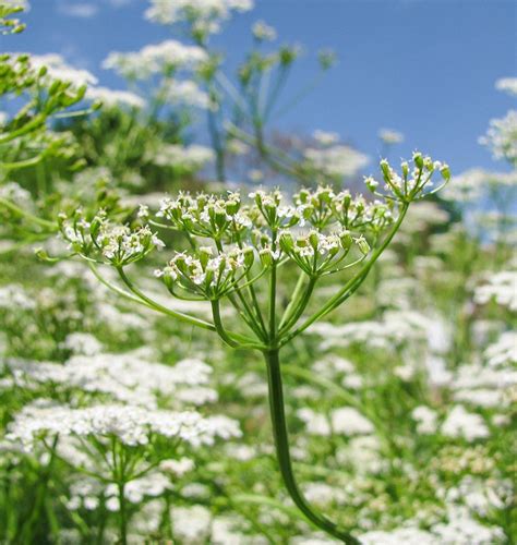 Cumin Seeds for Organic Growing – West Coast Seeds