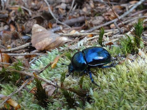 Anoplotrupes Stercorosus For T D Ecouves Le Lutin D Ecouves Flickr