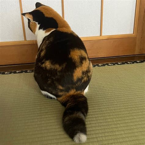 Koaraぽちandぽち On Twitter Rt Oagecat ふ、ふとい！