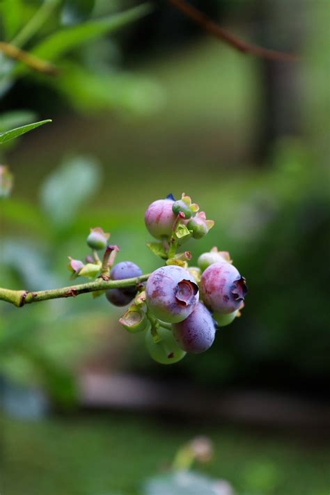 Myrtilles Des Fruits Baies Photo Gratuite Sur Pixabay Pixabay