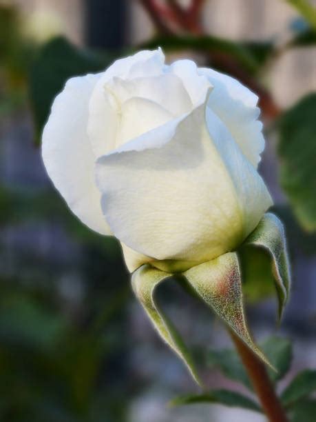 150+ White Rose Symbolism Stock Photos, Pictures & Royalty-Free Images - iStock