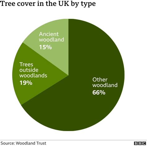 Uk Woodlands At Crisis Point Amid Wildlife Decline