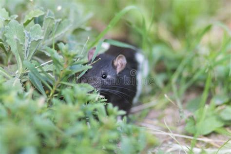 161 Black Sewer Rat Stock Photos Free And Royalty Free Stock Photos