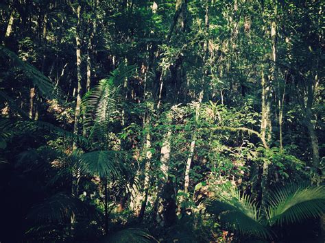 Banco De Imagens árvore Natureza Região Selvagem Ramo Luz Solar