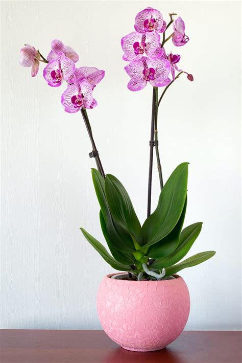 The Best Feng Shui Office Plants For Good Fortune And Positive Energy