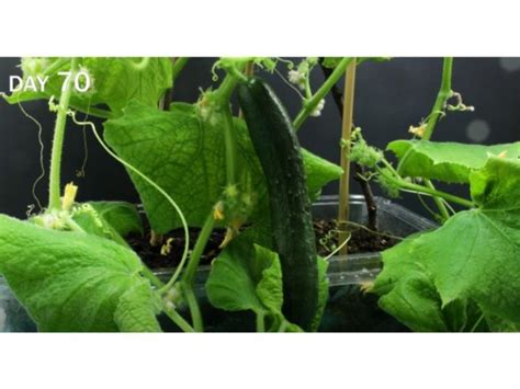 Cucumber Growth Stages And Tips To Grow A Healthy Cucumber Harvest Indoor