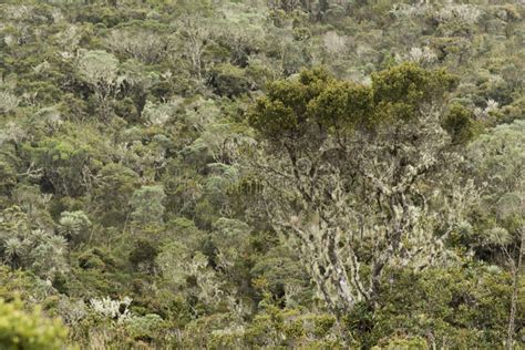 Colombia Di Chingaza Piante Autoctone E Arbusti In Diverse Sfumature