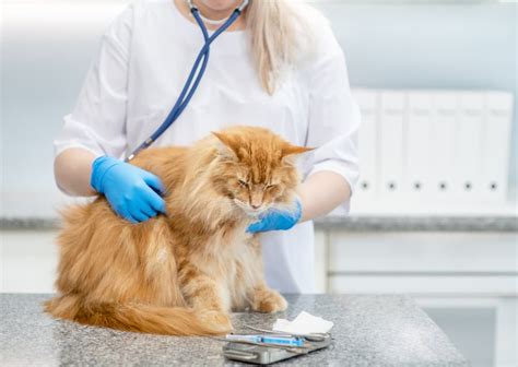 Arthritis in Cats: Signs, Causes, and Management | Great Pet Care