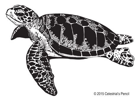 Sea Turtle Illustration Available For Purchase In Png And Eps