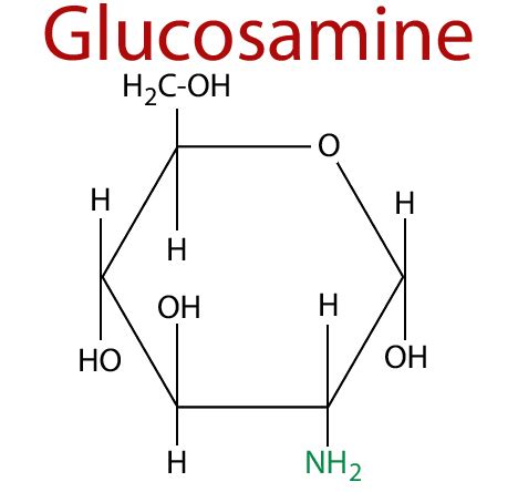 Glucosamine là gì Những lợi ích đối với xương khớp CÔNG TY TNHH SẢN