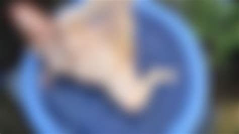 Splash Pad BBW Bikini Try On Strip HD Daisy Dax Clips Sale